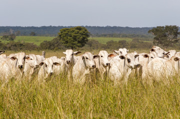 Cows and bulls on a farm in Mato Grosso