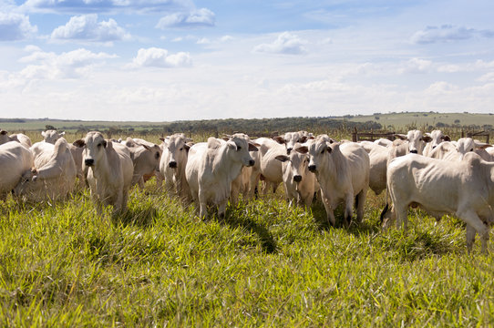 Cows and bulls on a farm in Mato Grosso