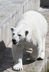 Beautiful polar bear at the zoo.
