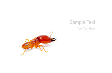 soldier termite macro shot and isolated on white