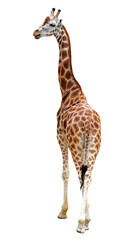 Obraz premium giraffe isolated