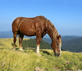 Fototapeta premium Horse