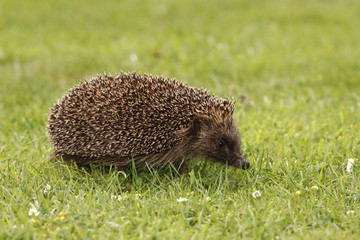 Hedgehog, Erinaceus europaeus © Erni