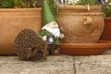 Hedgehog, Erinaceus europaeus