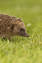 Hedgehog, Erinaceus europaeus