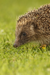Hedgehog, Erinaceus europaeus