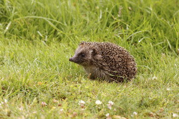 Hedgehog, Erinaceus europaeus