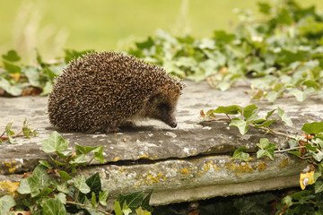 Hedgehog, Erinaceus europaeus © Erni