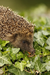 Hedgehog, Erinaceus europaeus