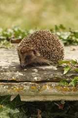 Hedgehog, Erinaceus europaeus © Erni