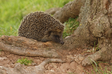 Hedgehog, Erinaceus europaeus
