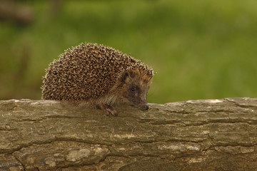 Hedgehog, Erinaceus europaeus - obrazy, fototapety, plakaty