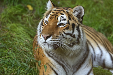 Fototapeta na wymiar Portret z tygrysa