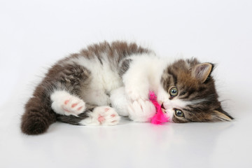 Verspieltes Perserkätzchen