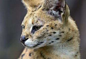 Portrait of a serval in nature