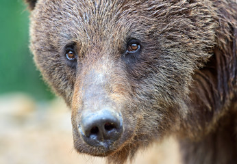 Obraz premium Brown bears in the Carpathians.