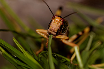 one locust eating