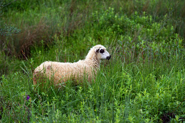 Fototapeta premium Sheep graze in a pasture in the mountains