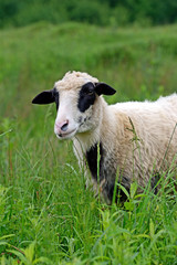 Obraz premium Sheep graze in a pasture in the mountains