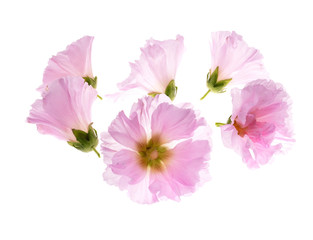 Beautiful decorating hollyhock flowers /Althaea officinalis/