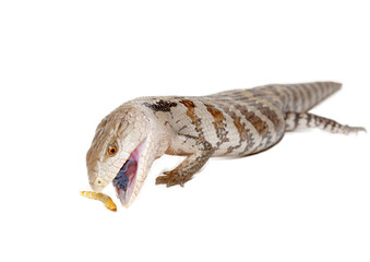 blue tongue lizard