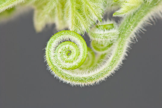 Zarcillo de calabaza