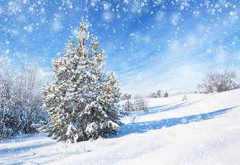 Winter background with spruce
