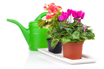 plant in flowerpot  and green watering can, isolated on white