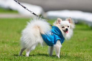 dog