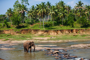Elephants of Pinnawala elephant orphanage bathing in river