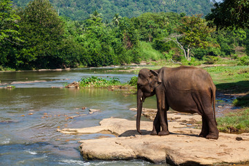 Fototapeta na wymiar Słonie z sierocińca Pinnawala słoni kąpieli w rzece