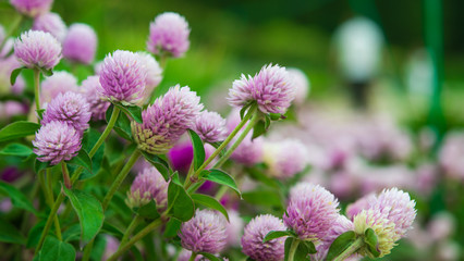 beautiful lilac flowers