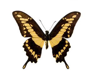 Beautiful Butterfly isolated