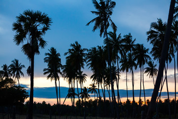 Fototapeta premium Palm trees at the tropical coast in Sri Lanka
