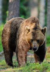 Obraz na płótnie Canvas Big male brown bear