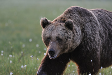 Big male bear walking