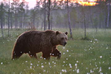 Brown bear walking