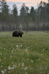 Bear late in the evening