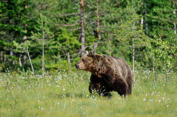 Big Brown Bear (Ursus arctos) in summertime