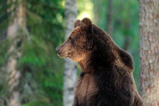 Brown bear standing in forest
