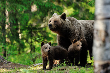 Brown bear with cups in the forest © Erik Mandre