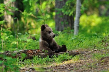 Fototapeta premium Bear cub