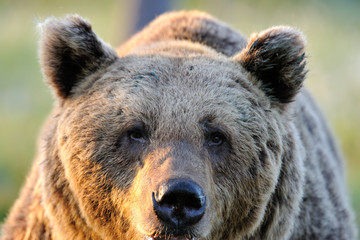 Brown bear (Ursus arctos) face