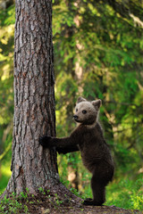 Fototapeta na wymiar Brown Bear Cub stojąca