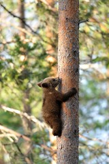 Bear cub climbing