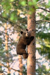 Bear cub climb up a tree