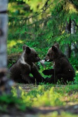 Fototapeta premium Brown bear cubs playing