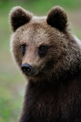 Fototapeta premium Young brown bear portrait