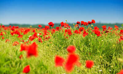 Red poppies on green field