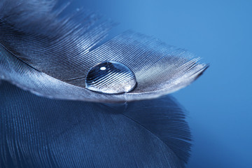 feathers with drop